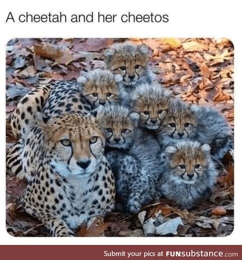 The Father Must Be Chester Cheetah