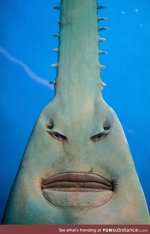 The underside of a Sawfish