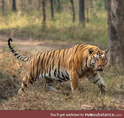 “Handsome” the big boy of Khursapar pench tiger reserve, Maharashtra, India
