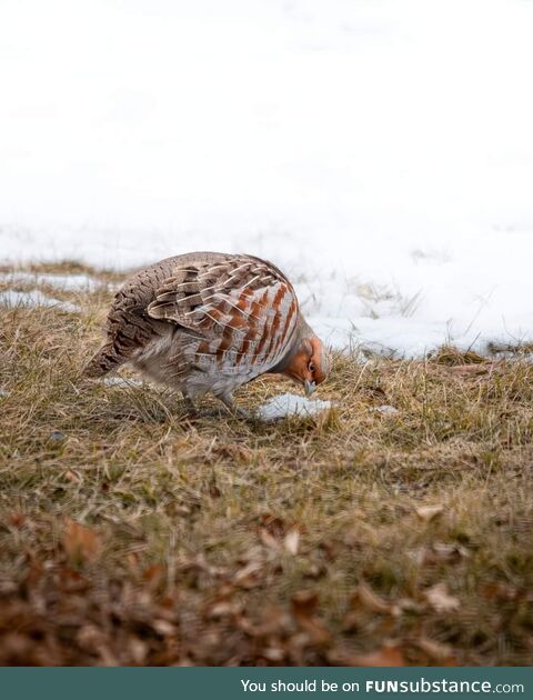 Grey Partridge in the front yard