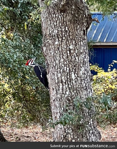 Was on a job site and stumbled across a Pileated Woodpecker. This fella was huge
