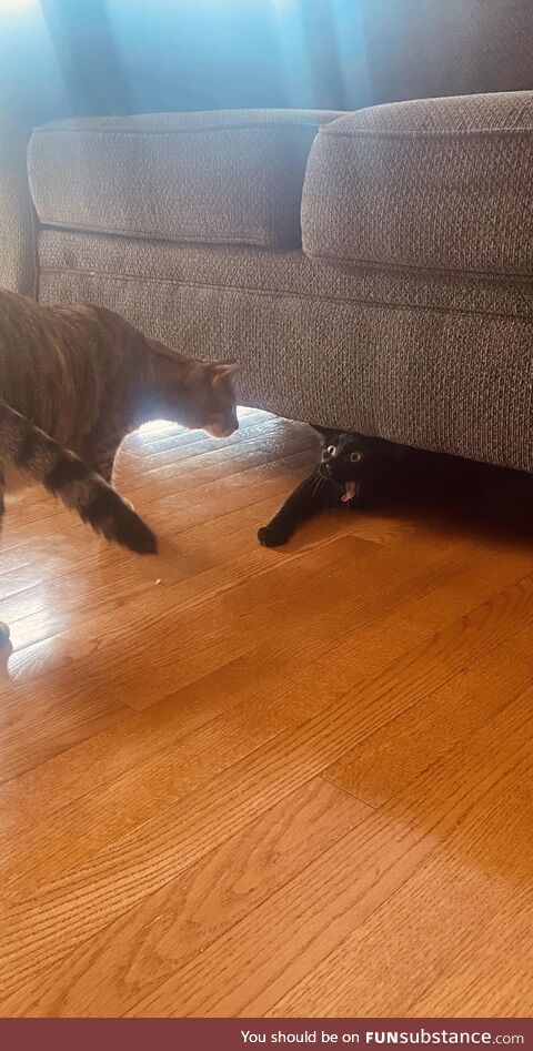 My cat yawned at the absolute perfect time