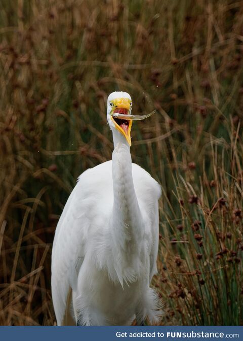 Great Egret about to gulp down his latest catch. Been trying for this shot for quite some