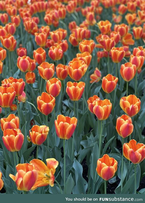 Tulips I saw in the park today. No color filter, just portrait mode