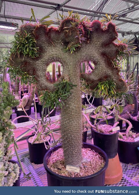 Succulent fasciation is out of this world!