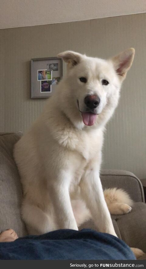 When your 125lbs Alaskan Malamute (Gideon) decides to sit on the couch with you and say