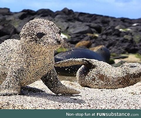 Sandy baby sea lion