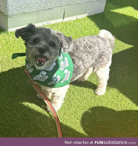 A local brewery gave my dog a bandana to wear while at the pub