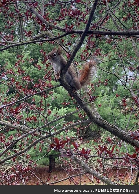 My wife took a nice picture of this squirrel. It was having a stare down with the dog