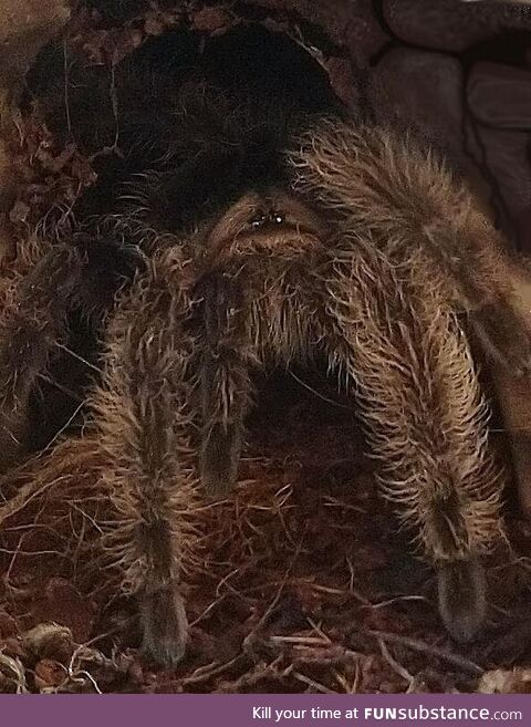 [OC] Well, I found the source of the skittering sound