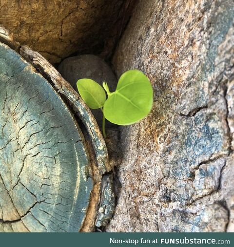 First green growth on the Lahaina Banyan Tree