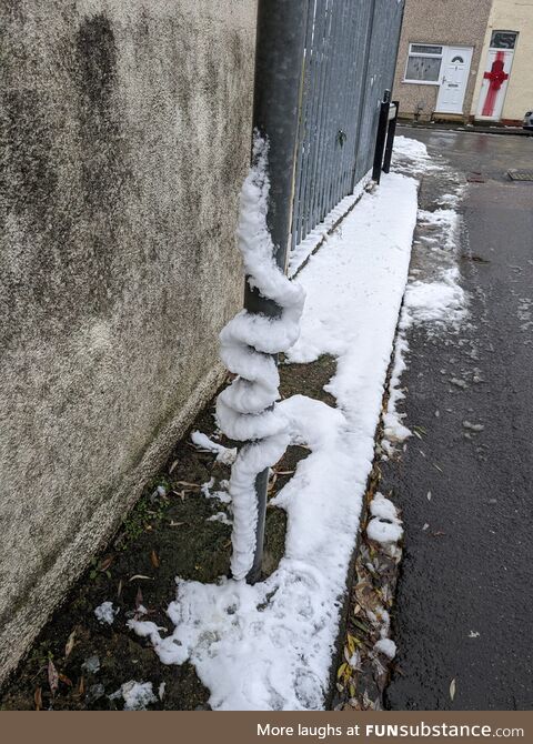 The seldom seen snow snake