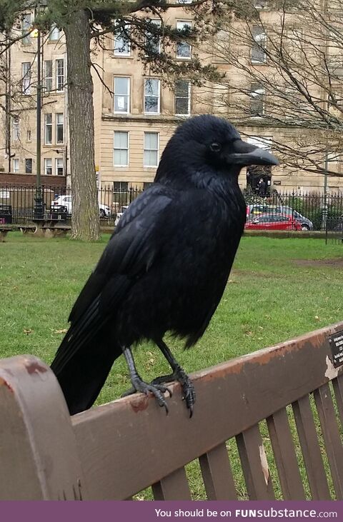 My fluffy headed crow friend that I feed