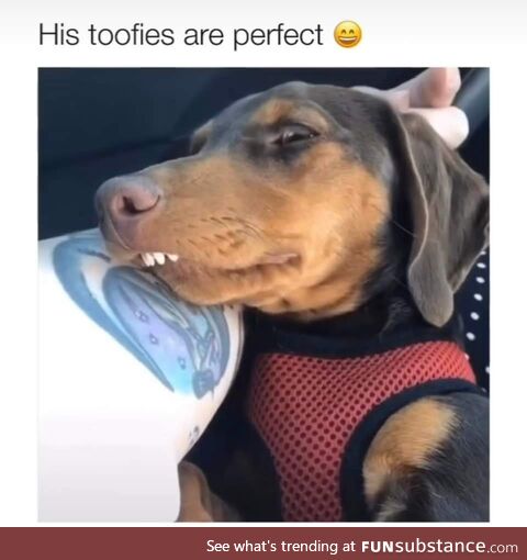 British dawg