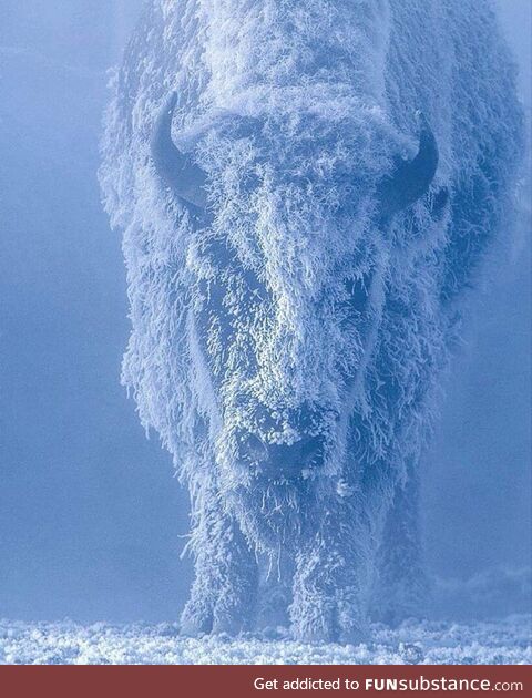 A bison at 35 below zero. Yellowstone National Park, USA. Photo: Tom Murphy