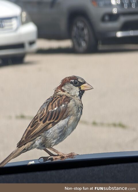 My lunch buddy