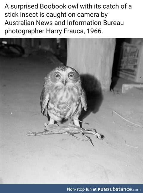 Fun little birb