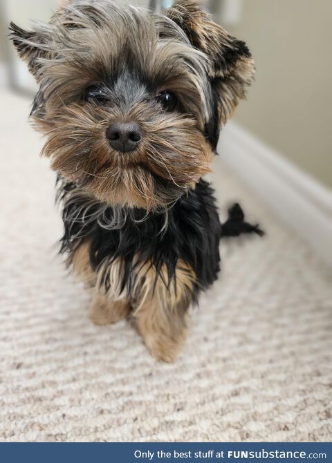 Oh hi, im the cutest dog in the world. 8month of yorkie