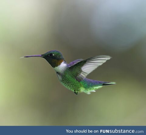 Taken by my brother in law at our hummingbird feeder. I thought it deserved to be seen