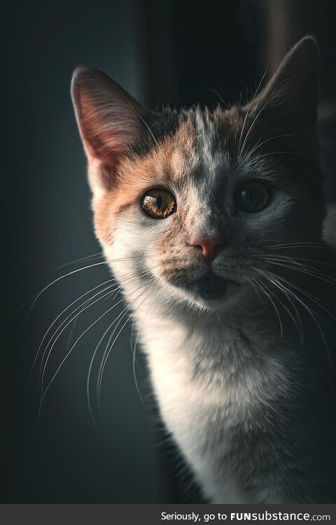 My cat franny