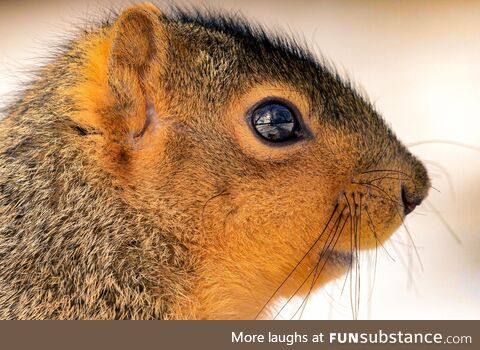 I captured the reflection behind my yard in this squirrels eye
