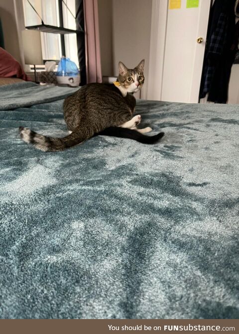 Asked my cat if she’d seen our kitten…