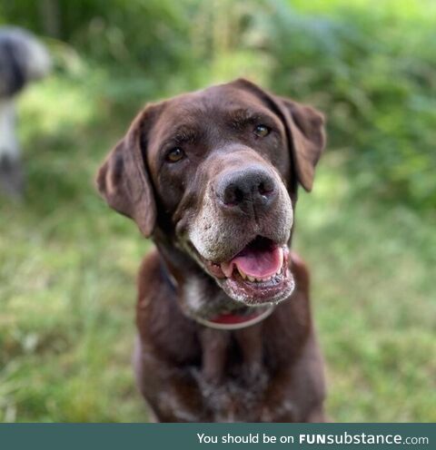 It's my dogs' 10th birthday today, please send tummy rubs