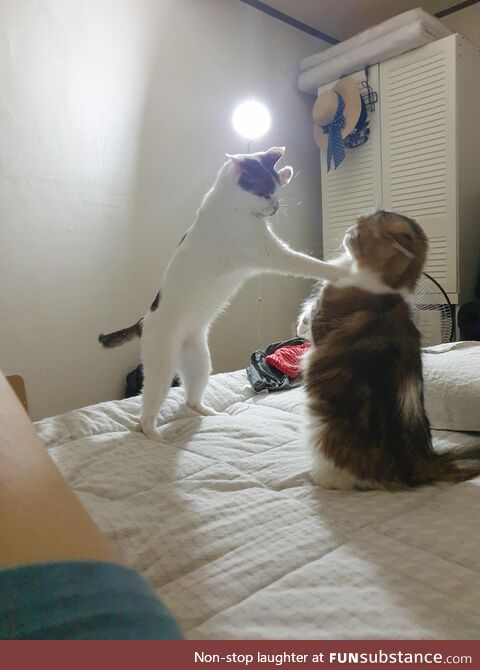 My cats locked in combat