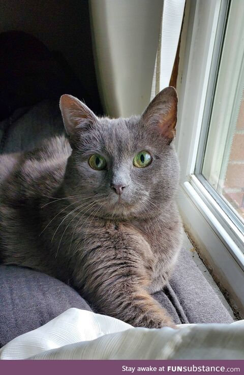 Just a photo of my cat