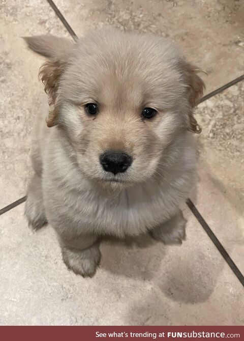 My new puppy