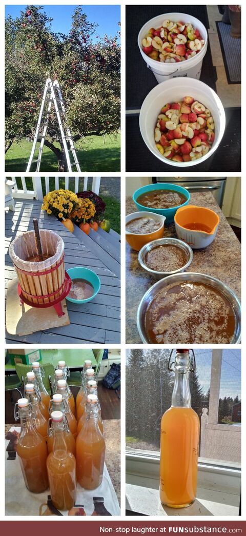 We made apple cider from our own apple trees!