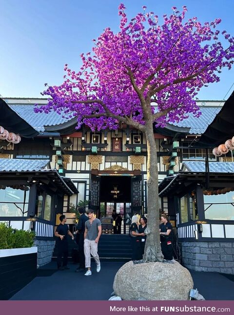 The beautiful scenery should be shared with everyone, I like this tree