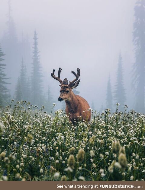 Mount rainier national park