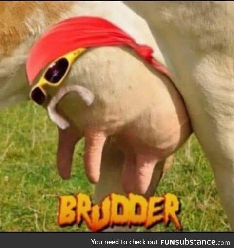 Milk Hogan