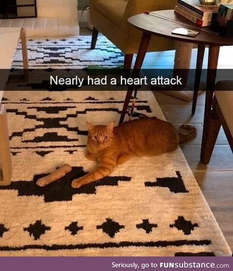 Just orange cat things