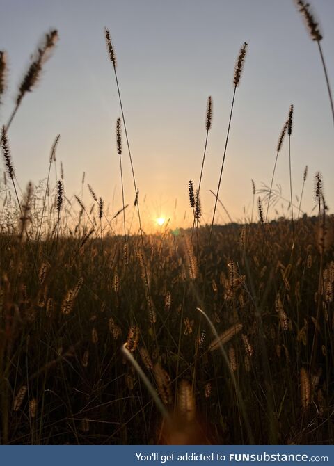 Meadow behind my college