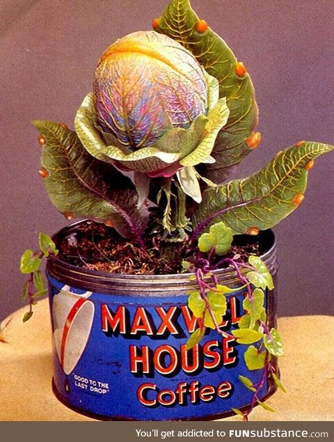 Right after the eclipse today, I found this odd little plant and brought it home. Neat,