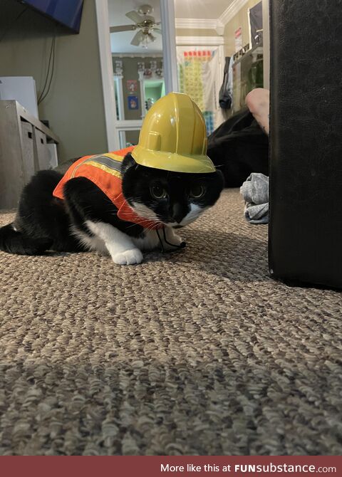 Starting Monday Spleens the cat will be at a construction site near you!