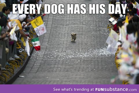 Happy dog