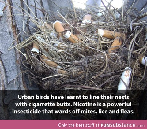 Smart birds