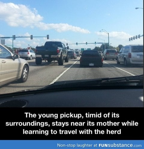 The young pickup