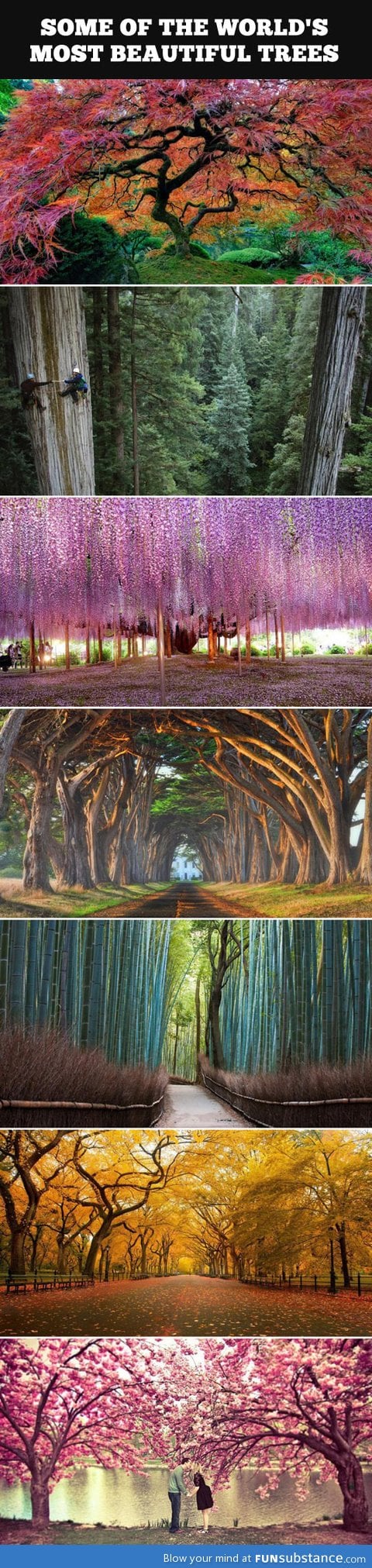 World's most beautiful trees