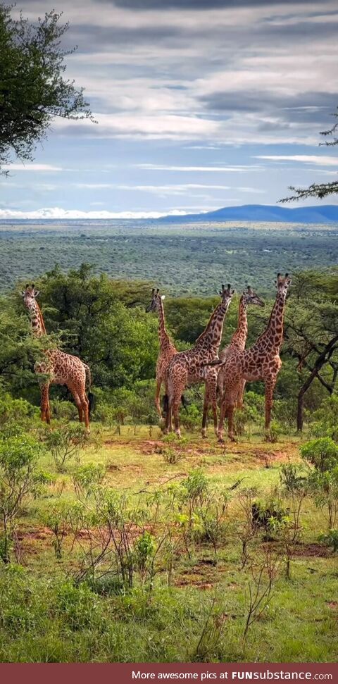 Tower of Giraffes, Botswana Africa