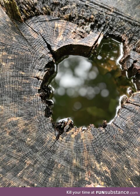 Tree stump portal