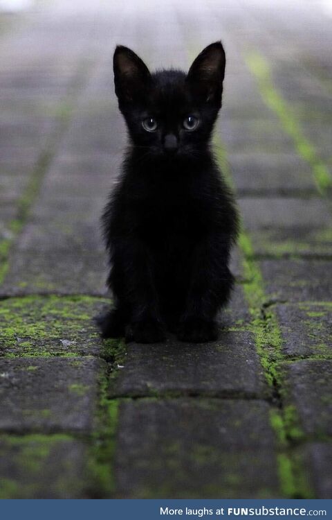 Black cat