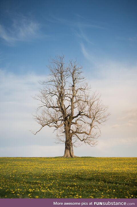 Found this majestic tree while exploring the countryside [OC]