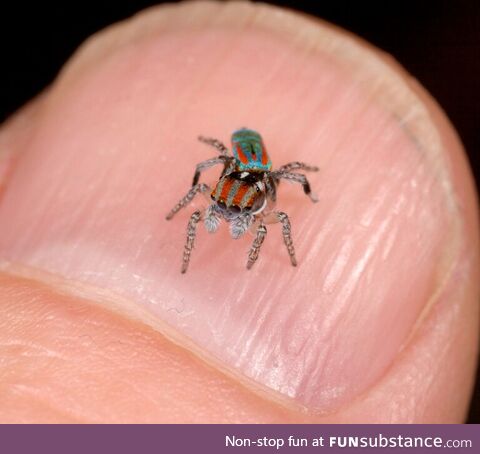 This is the size of a species of Peacock spider