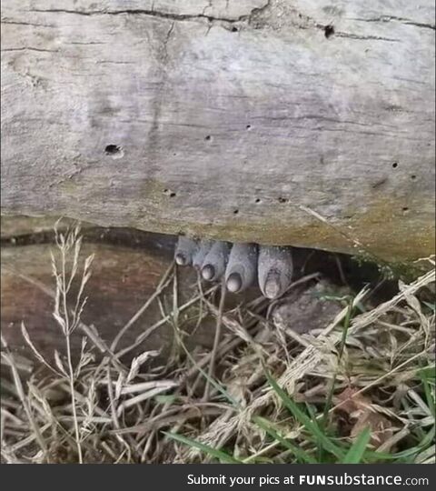 Dead man's fingers (or xylaria polymorpha), a type of fungus growing from a dead log