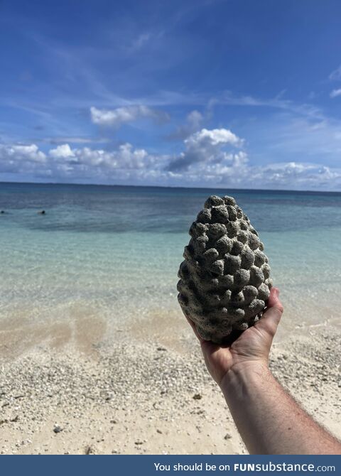 Found a coral dragon egg on the tiny island of Eneko, in the Majuro atoll of the Marshall