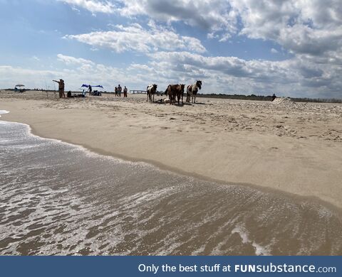 Wild ponies on the beach of Assateague Island, Maryland